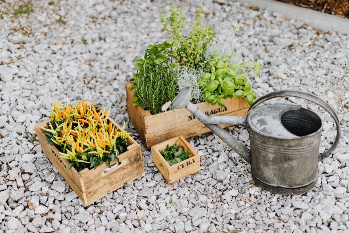 Concevoir un potager en bacs pour favoriser la biodiversité