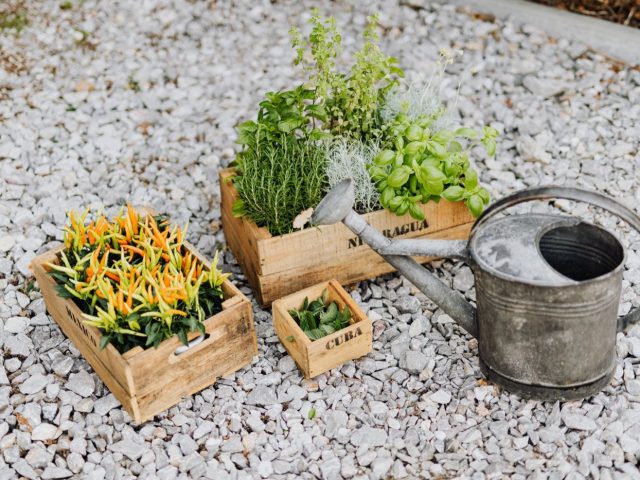 Concevoir un potager en bacs pour favoriser la biodiversité