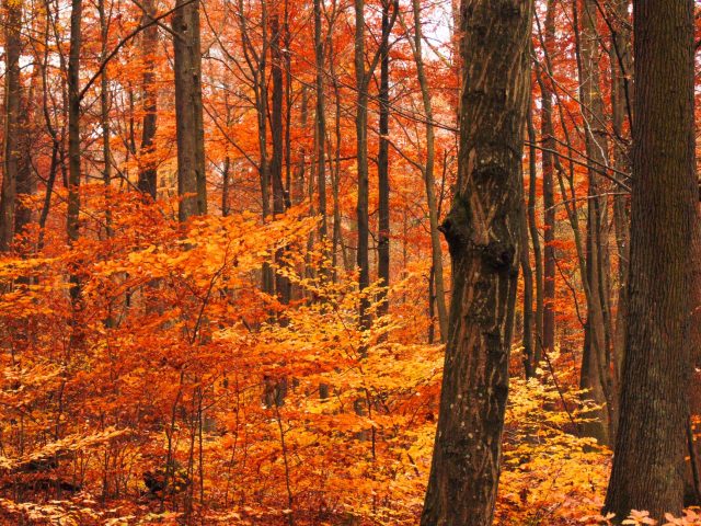 Préparez-vous aux allergies saisonnières de l&rsquo;automne