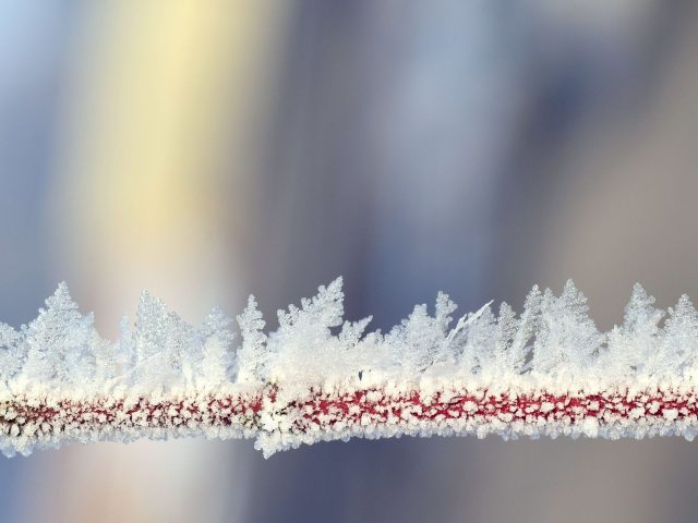 Comment la nature peut-elle nous aider à traverser l&rsquo;hiver ?