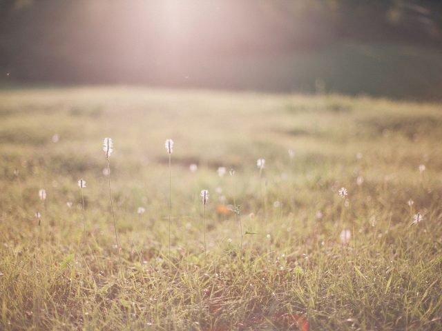 Se préparer aux allergies saisonnières de l’été