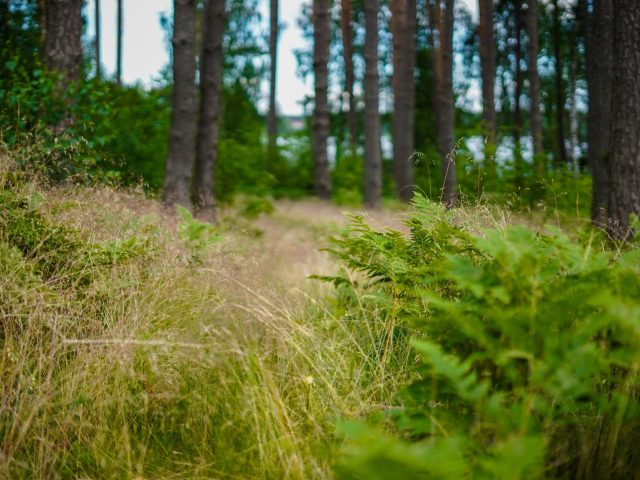 Préparer son corps aux allergies saisonnières de l&rsquo;été