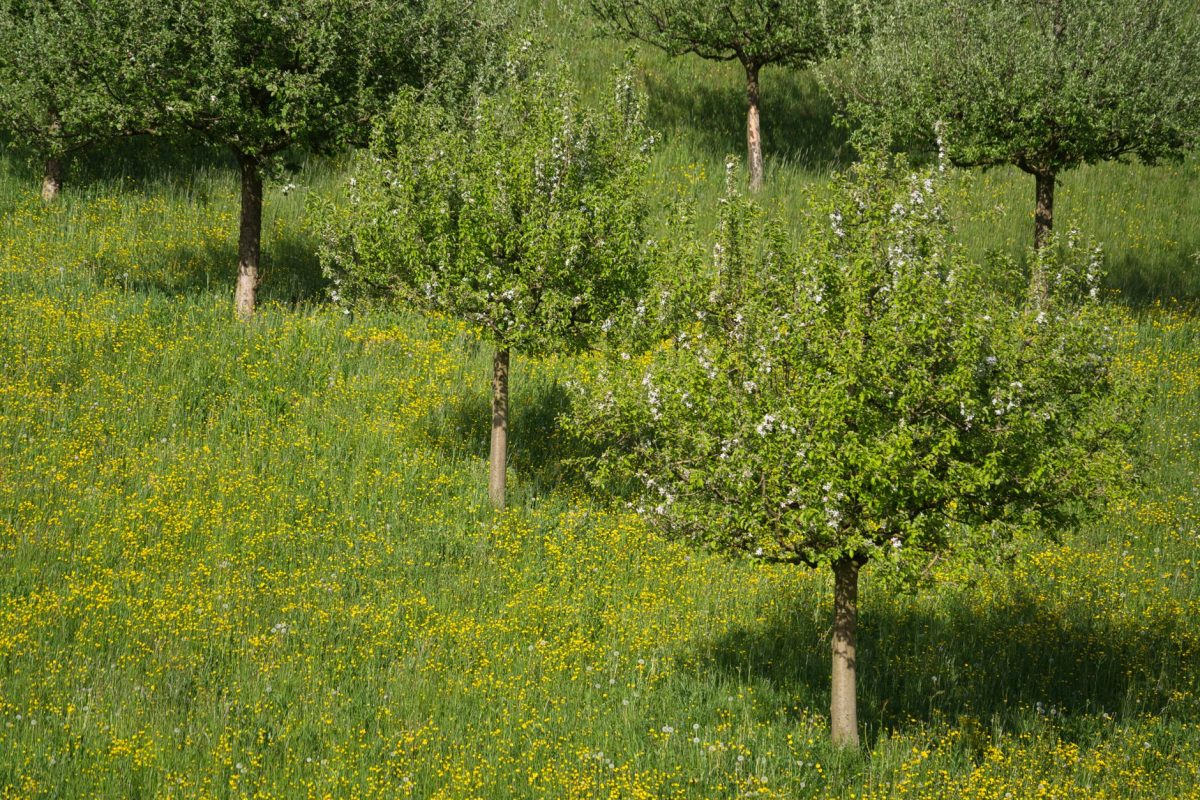 Stratégies pour atténuer les allergies printanières au pollen