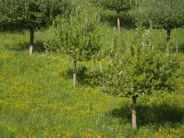 Stratégies pour atténuer les allergies printanières au pollen