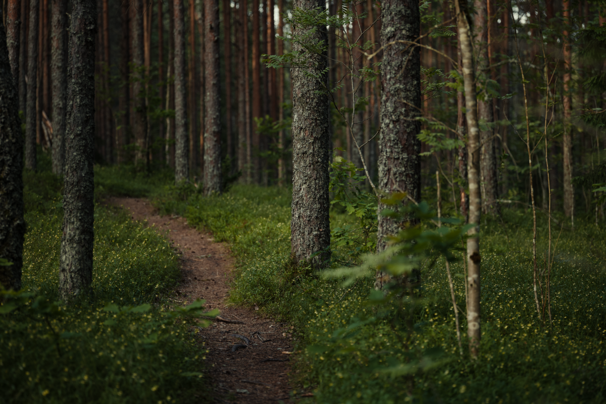 Les bienfaits du bain de forêt sur la santé mentale et physique
