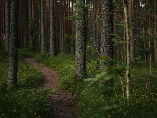 Les bienfaits du bain de forêt sur la santé mentale et physique