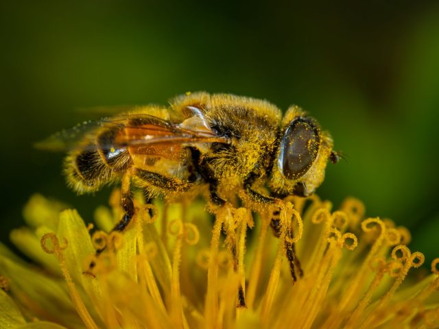 Préparation aux allergies saisonnières du printemps